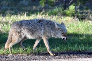 coyote growl