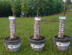 Realtree Nursery Food Plot Trees