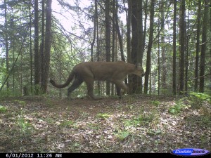 Michigan Mountain Lion