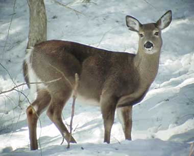 Whitetail Deer Doe