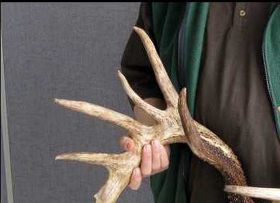 dude holding king buck beam