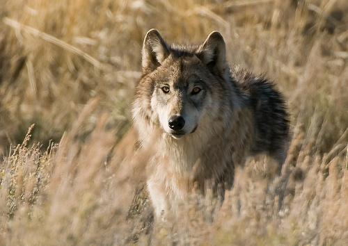 wolf in grass