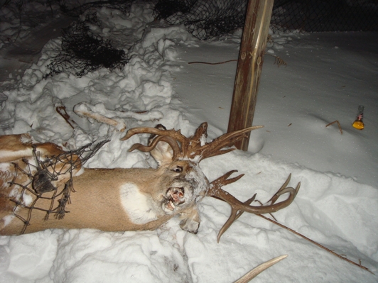 droptine buck dead