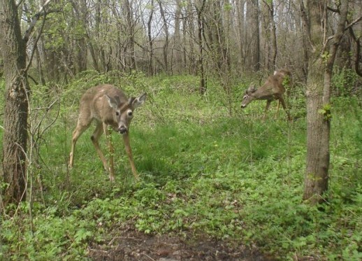 pair of velvet bucks