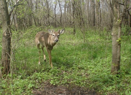 one buck at mineral site in velvet