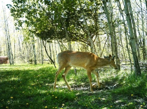 buck in velvet