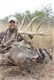 Texas archery whitetail ~ 164 4/8