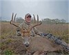 Christian McFerrin ~ Texas Archery Whitetail