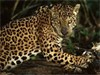 Scientific Community Agrees with Arizona Game and Fish Biologists That Photo Depicts a Jaguar