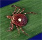 Ticks Spread Meat Allergies Through Southeastern U.S.