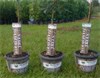 Realtree Nursery Food Plot Trees Available at Wal-Mart