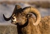 Wild Sheep Transplant in Montana Postponed