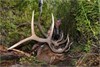 Dave Bogart ~ Colorado Archery Elk