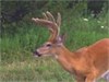 This deer is a MUST SEE!