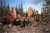 Yukon Moose Hunt with Ceasar Lake Outfitters