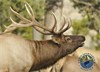 Union Sportsmen’s Alliance’s Nevada Trophy Elk Hunt Sweepstakes