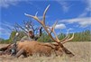 Mike McFerrin ~ Arizona Archery Elk