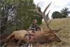 Dave Bogart ~ New Mexico Archery Elk