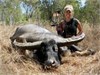 Australian Water Buffalo